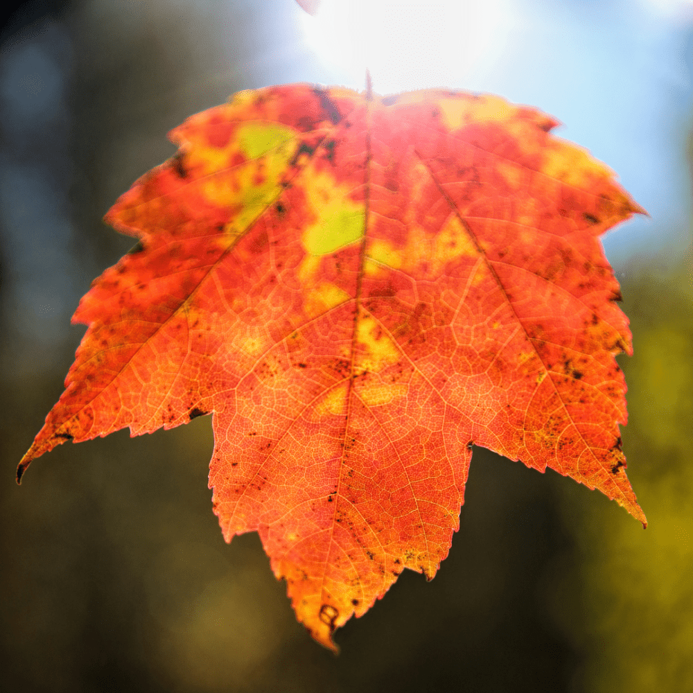 Maple Leaf image